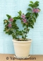 Preview: Grewia occidentalis, 10 Samen